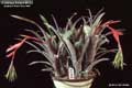 Billbergia Beadle #0029