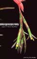 Billbergia Beadle #0029