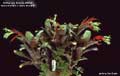 Billbergia Beadle #0034