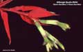 Billbergia Beadle #0034