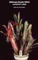 Billbergia Beadle #0042