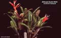 Billbergia Beadle #0045