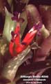 Billbergia Beadle #0045