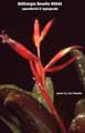 Billbergia Beadle #0045