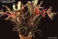 Billbergia Beadle #0048