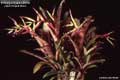 Billbergia Beadle #0048