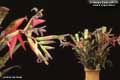 Billbergia Beadle #0048