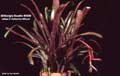 Billbergia Beadle #0049