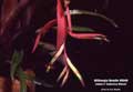 Billbergia Beadle #0049