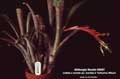 Billbergia Beadle #0057