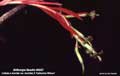 Billbergia Beadle #0057