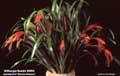 Billbergia Beadle #0063
