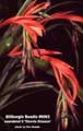 Billbergia Beadle #0063