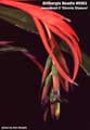 Billbergia Beadle #0063