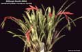 Billbergia Beadle #0064