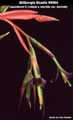 Billbergia Beadle #0064