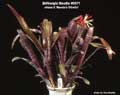 Billbergia Beadle #0071
