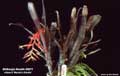 Billbergia Beadle #0071