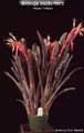 Billbergia Beadle #0072