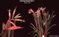 Billbergia Beadle #0072