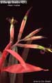 Billbergia Beadle #0072