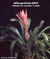 Billbergia Beadle #0075