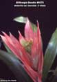 Billbergia Beadle #0075