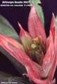 Billbergia Beadle #0075