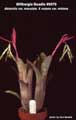 Billbergia Beadle #0079