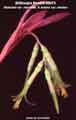 Billbergia Beadle #0079