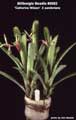 Billbergia Beadle #0082