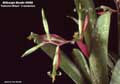 Billbergia Beadle #0082