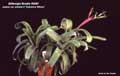 Billbergia Beadle #0087