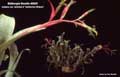Billbergia Beadle #0087