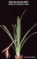 Billbergia Beadle #0091