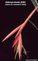 Billbergia Beadle #0091