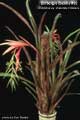 Billbergia Beadle #0092