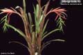 Billbergia Beadle #0092