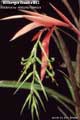 Billbergia Beadle #0092