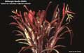 Billbergia Beadle #0094