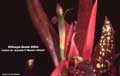 Billbergia Beadle #0094