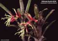 Billbergia Beadle #0105