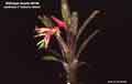 Billbergia Beadle #0105