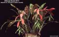 Billbergia Beadle #0111