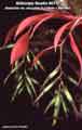 Billbergia Beadle #0111