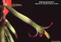 Billbergia Beadle #0111