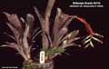 Billbergia Beadle #0112