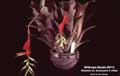 Billbergia Beadle #0112