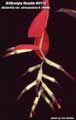 Billbergia Beadle #0112