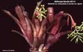 Billbergia Beadle #0114
